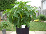 Piments en pot