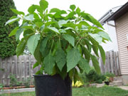 Piments en pot