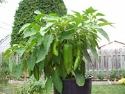 Piments en pot