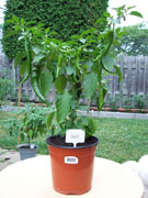 Piments en pot