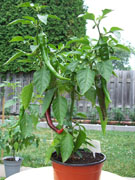 Piments en pot