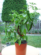 Piments en pot
