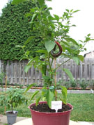 Piments en pot