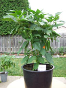Piments en pot