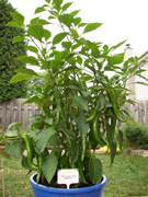 Piments en pot