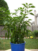 Piments en pot