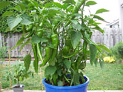 Piments en pot