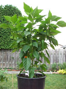 Piments en pot