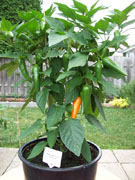 Piments en pot