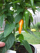 Piments en pot