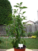 Piments en pot