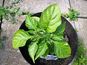 Bhut Jolokia Chocolate