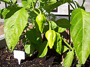 Bhut Jolokia Chocolate