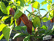 Bhut Jolokia Chocolate