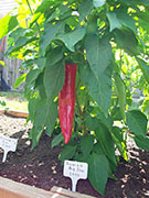 Numex Big Jim