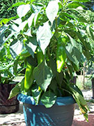 Numex Big Jim