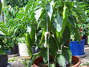 Numex Big Jim