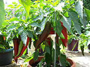 Numex Big Jim