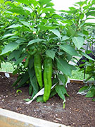 Numex Big Jim