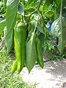 Numex Big Jim