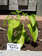 Numex Big Jim