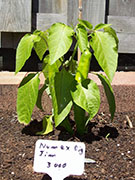 Numex Big Jim