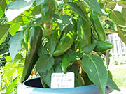 Numex Big Jim