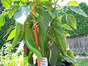 Numex Big Jim