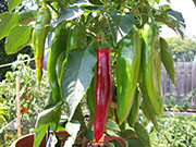 Numex Big Jim
