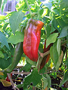 Numex Big Jim