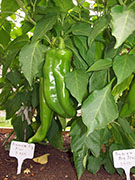 Numex Big Jim