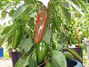 Numex Big Jim