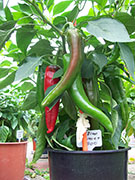 Numex Big Jim