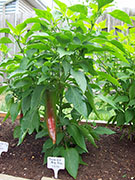 Numex Big Jim