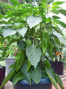 Numex Big Jim
