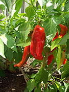 Numex Big Jim