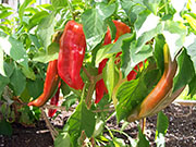 Numex Big Jim