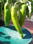 Numex Big Jim