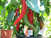 Numex Big Jim
