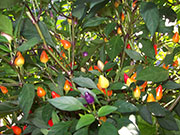 Bolivian Rainbow