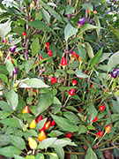 Bolivian Rainbow