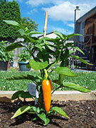 Bulgarian Carrot