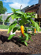 Bulgarian Carrot