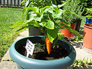 Bulgarian Carrot