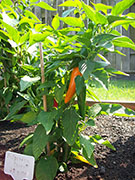 Bulgarian Carrot