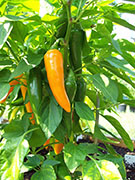 Bulgarian Carrot