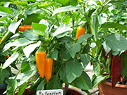 Bulgarian Carrot
