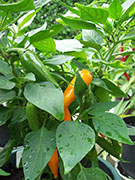 Bulgarian Carrot