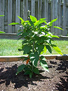 Bulgarian Carrot