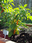 Bulgarian Carrot